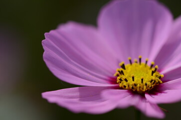 Obraz premium 京都 亀岡夢コスモス園に咲くコスモス マクロ