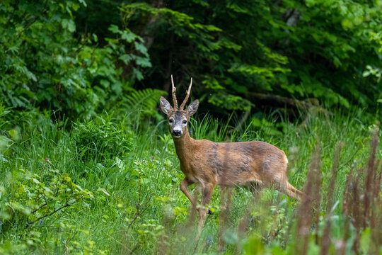 Roe Deer buck, Capreolus capreolus, in a meadow.
