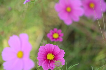 京都　亀岡夢コスモス園に咲くコスモス