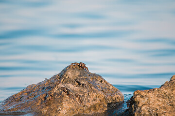 A sea crab is sitting on a gray stone. Animals in nature