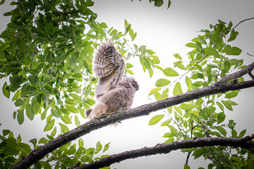 北海道の初夏、トラフズクのヒナ。
