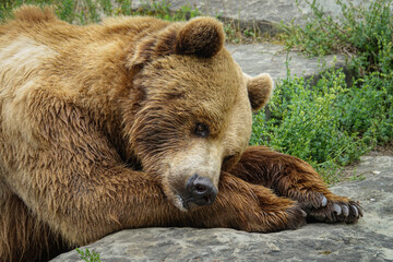 Brown bear in Bern, Switzerland