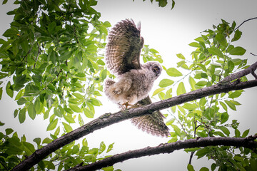 Fototapeta premium 北海道の初夏、トラフズクのヒナ。