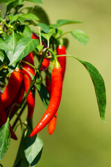 Chili peppers (also chile, chile pepper, chilli pepper, or chilli, Latin: Capsicum annuum) in the green garden. Red color peppers. Close up photo.