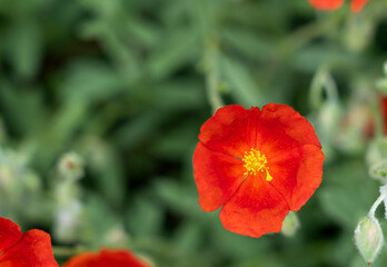 Fototapeta premium closeup of a Helianthemum 'Henfield Brilliant' flower in summer bloom