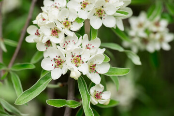 Pyrus salicifolia. Pear blossom in the botanical garden.
