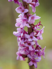 Echte Seidelbast, Daphne mezereum, Seidelbast