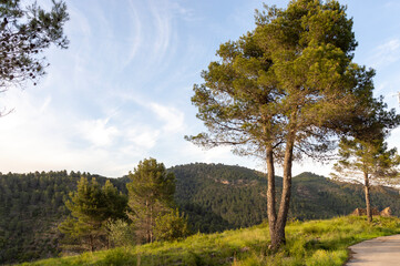 views of the pine forest at sunset, pine forest of the natural park