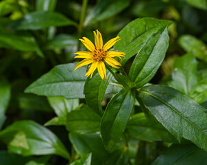 Pita Bhringaraj (Wedelia calendulacea) used in Ayurveda and Indian medicine