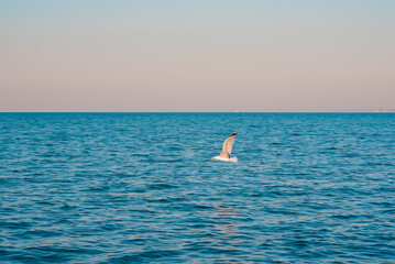 Naklejka premium A seagull, soaring in the blue sky