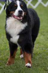 Full body photo of a Bernese Mountain Dog during a dog show