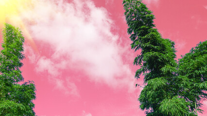 green bamboo under pastel sky with white clouds with natural golden sunlight