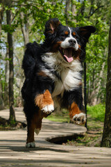 dog in spring flowers
