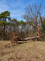 Landschaft im Naturschutzgebiet Rammersberg bei Karlstadt, Landkreis Main-Spessart, Unterfranken,...