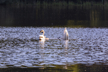 Swan family on the Manhagen pond
