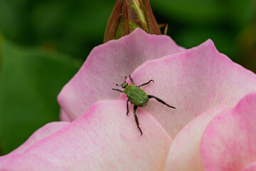 バラの花とアシナガコガネ