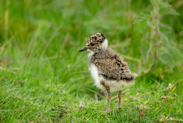 Lapwing chick, scientific name: Vanellus Vanellus. Very young Lapwing chick in natural grouse moor habitat, facing left. Lapwings are a declining species and now on the UK Red List. Copy Space.