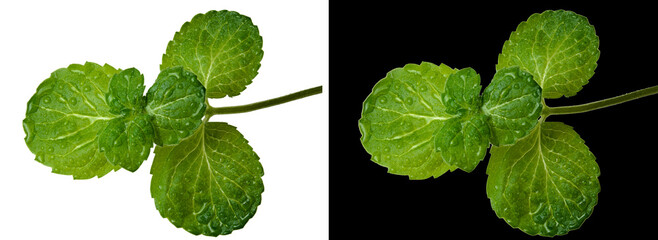 A sprig with mint leaves with droplets isolated on a white and black background