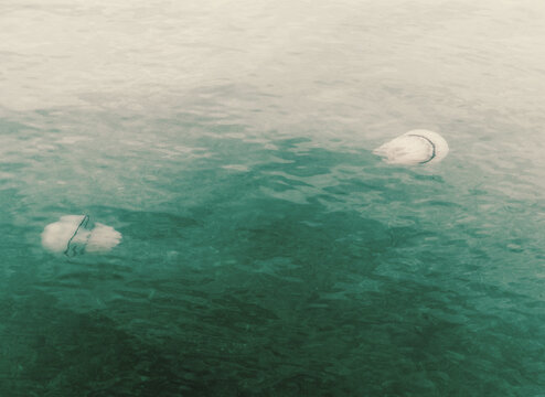 Rhizostoma pulmo jellyfishes swimming in the Gulf of Trieste, Adriatic sea