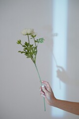 Hand with a flower on a light background. Light and shadow. Abstraction, sophistication and...