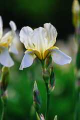 Naklejka na ściany i meble Blooming white iris in spring garden, iris flowers on blurred background. Selective focus