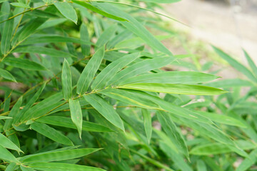 World Environment Day. bamboo leaf background