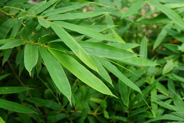 World Environment Day. bamboo leaf background