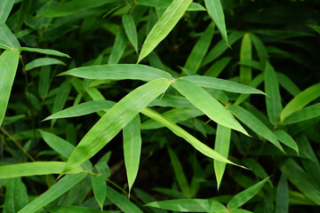 World Environment Day. bamboo leaf background