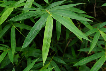 World Environment Day. bamboo leaf background