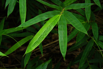 World Environment Day. bamboo leaf background