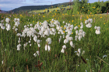 Baumwollgras im Erzgebirge
