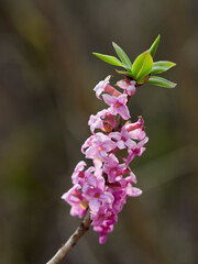 Echte Seidelbast, Daphne mezereum, Seidelbast