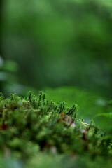 Mousse en forêt humide - nature biodiversité