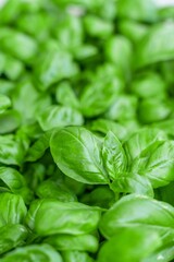 Germoglio di basilico in prospettiva