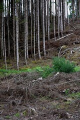 Déforestation exploitation arbre bois coupé