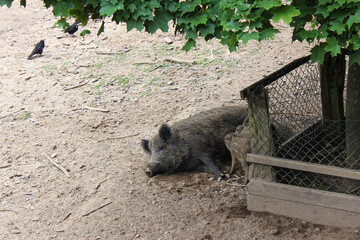 pig with piglets children eat rest