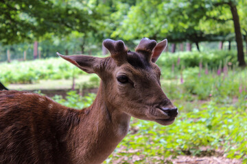 portrait of a young deer with beautiful eyes and piercing horns