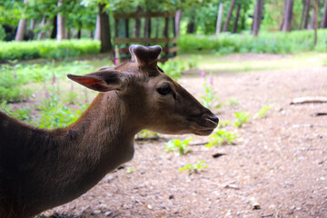 portrait of a young deer with antlers
