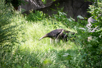 a giant anteater walking through the forest looking for insects