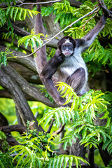 a spider monkey sitting in a tree