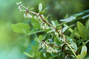 Green elongated berries of Wintergreen barberry, also called Chinese barberry, latin name Berberis Julianae