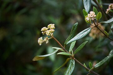 Evergreen shrub with flowers - Viburnum rhytidophyllum or the leatherleaf viburnum. (Viburnum...