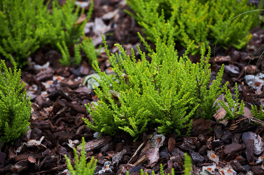 Northern berry, crowberry, bearberry (Empetrum nigrum) grass. 