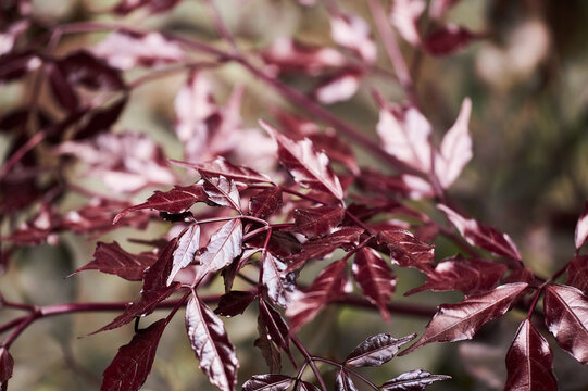 Purple leaves of Leea Guineensis Burgundy growing in the garden on blurry background