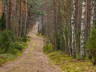 Obraz premium Forest