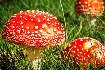 fly agaric mushroom