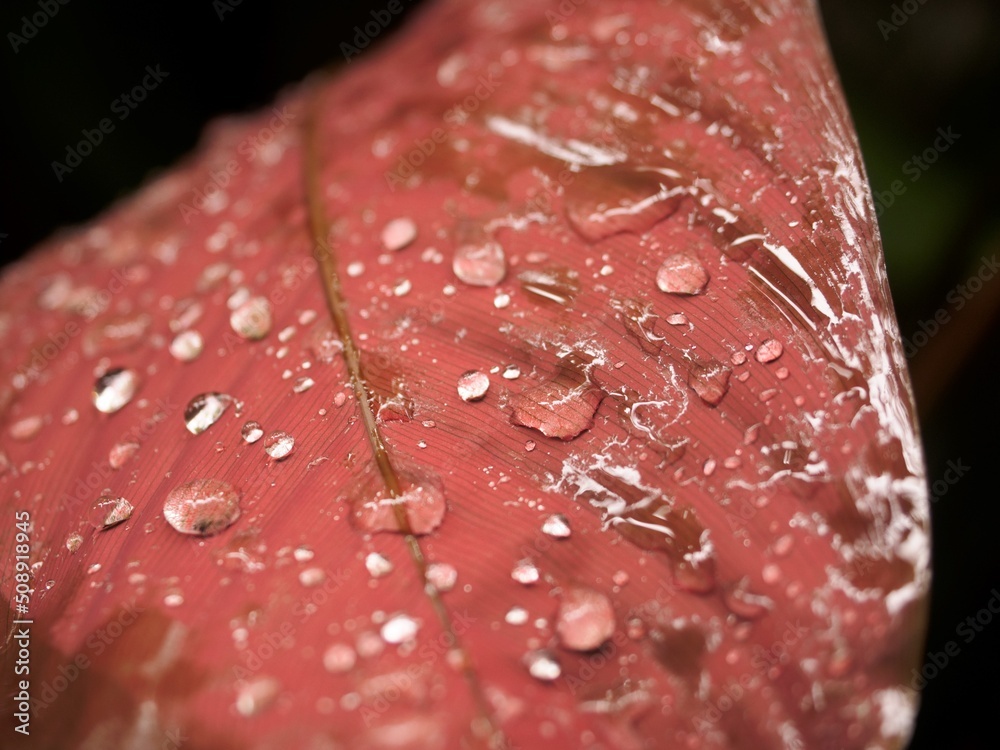 Canvas Prints water drops on leaf