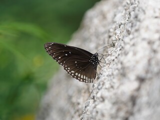 butterfly on leaf