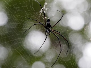 spider on the web