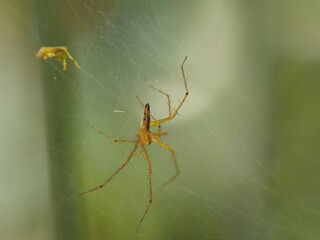 spider on a web
